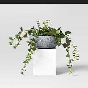 Gray Planter with Green Succulents 10” Trailing Sedum